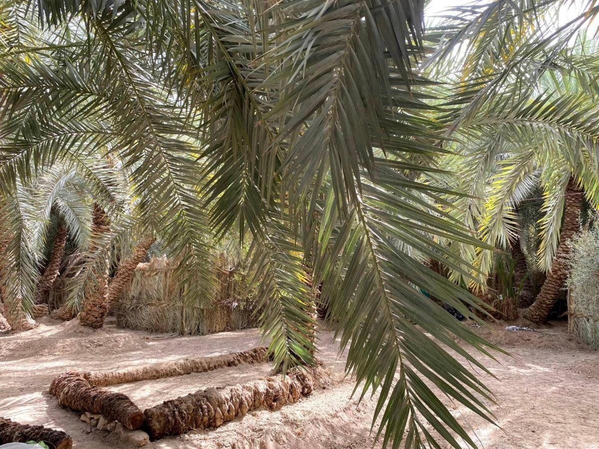 Siwa Oasis Forest Camp Siwa - كامب الغابة מראה חיצוני תמונה