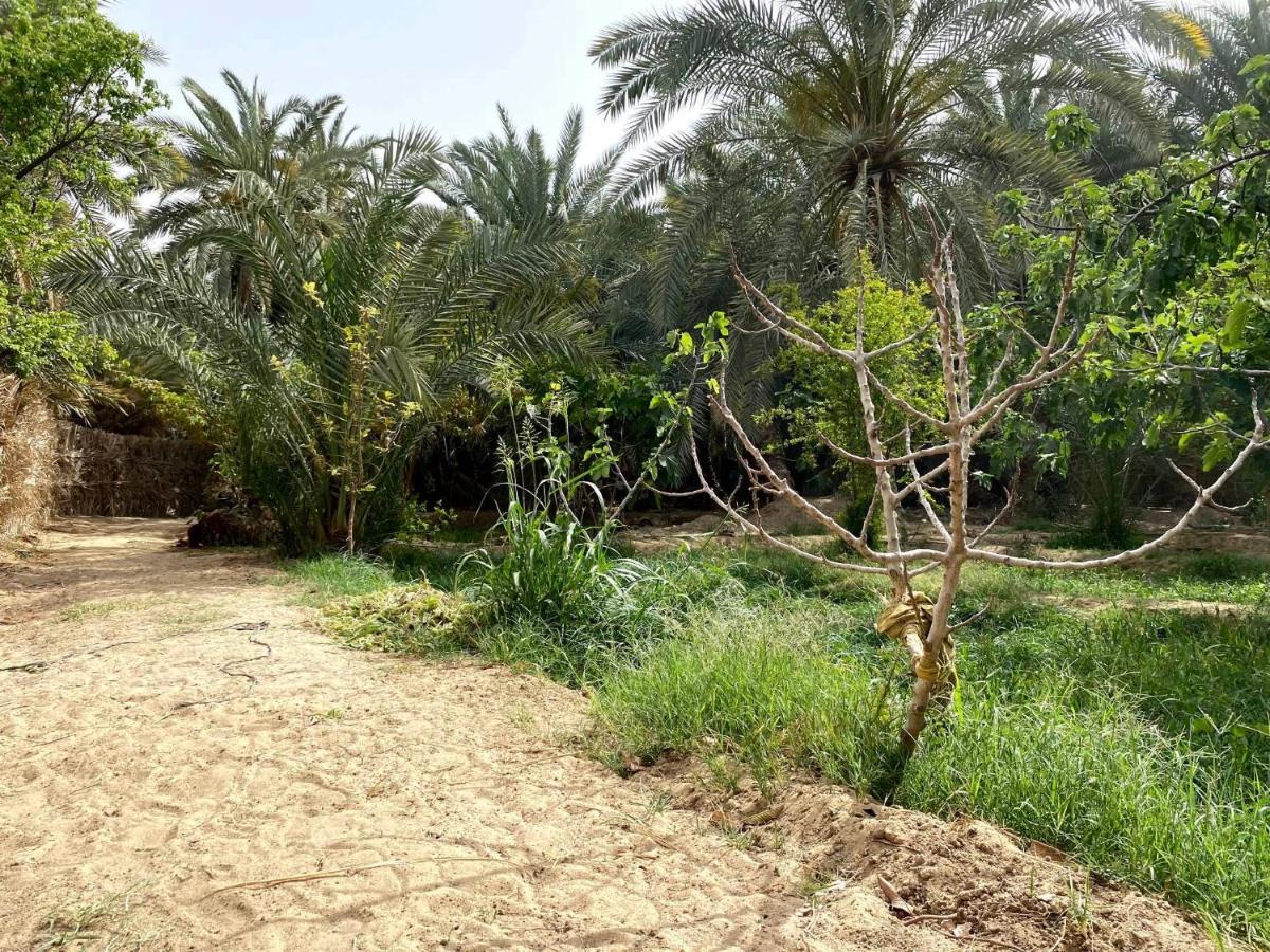 Siwa Oasis Forest Camp Siwa - كامب الغابة מראה חיצוני תמונה