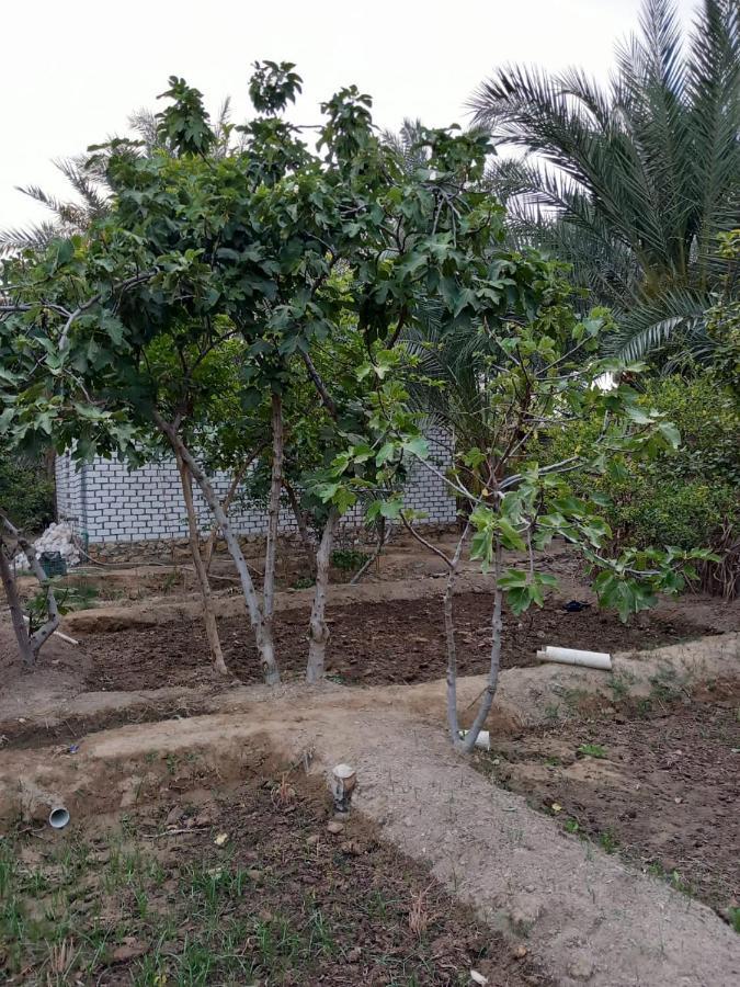 Siwa Oasis Forest Camp Siwa - كامب الغابة מראה חיצוני תמונה