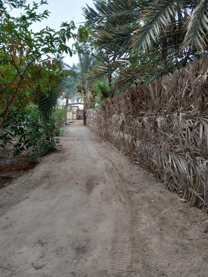 Siwa Oasis Forest Camp Siwa - كامب الغابة מראה חיצוני תמונה