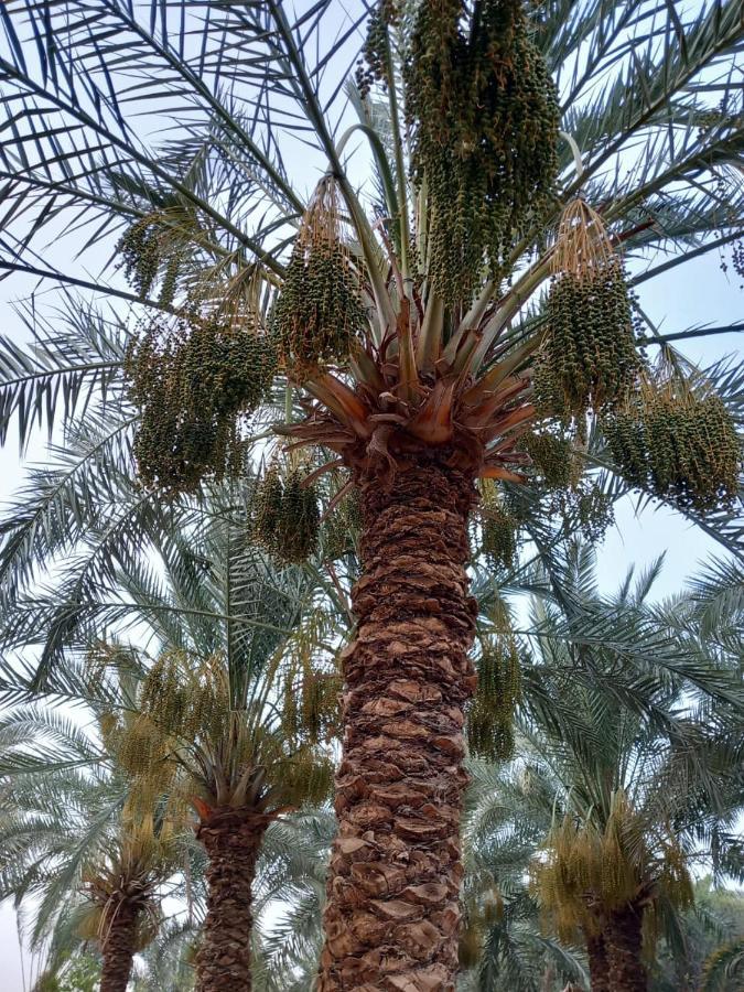 Siwa Oasis Forest Camp Siwa - كامب الغابة מראה חיצוני תמונה