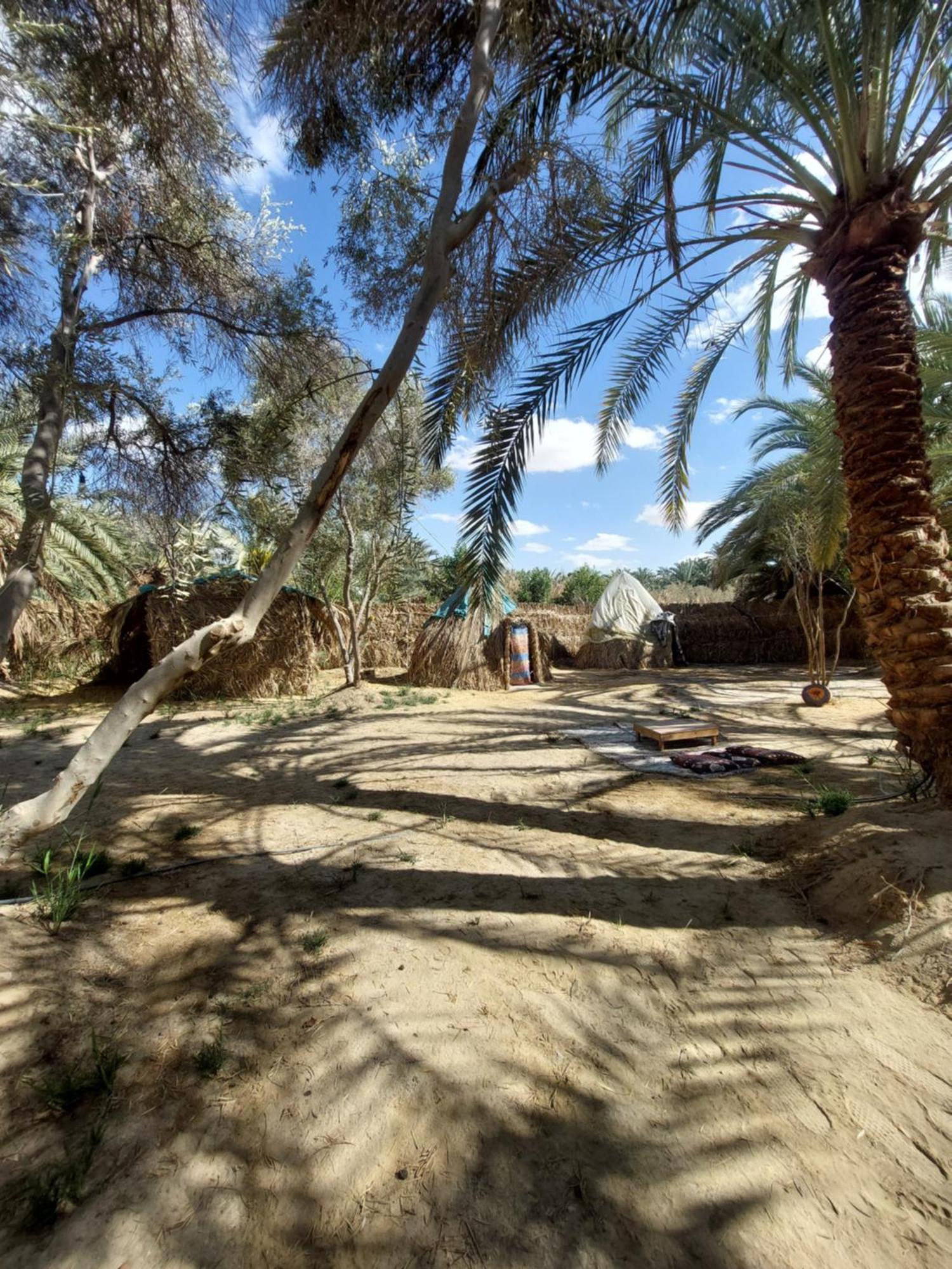 Siwa Oasis Forest Camp Siwa - كامب الغابة מראה חיצוני תמונה