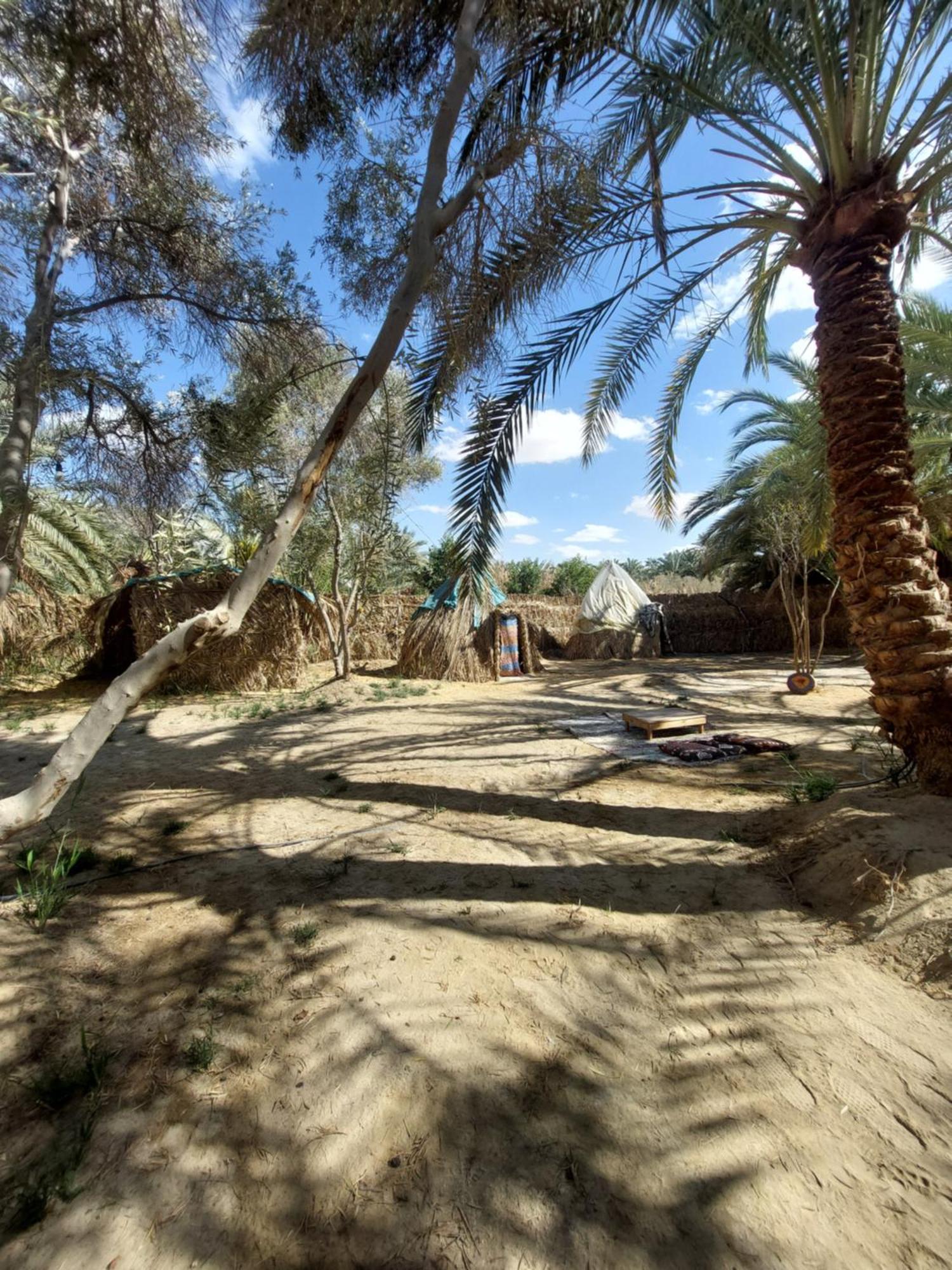 Siwa Oasis Forest Camp Siwa - كامب الغابة מראה חיצוני תמונה