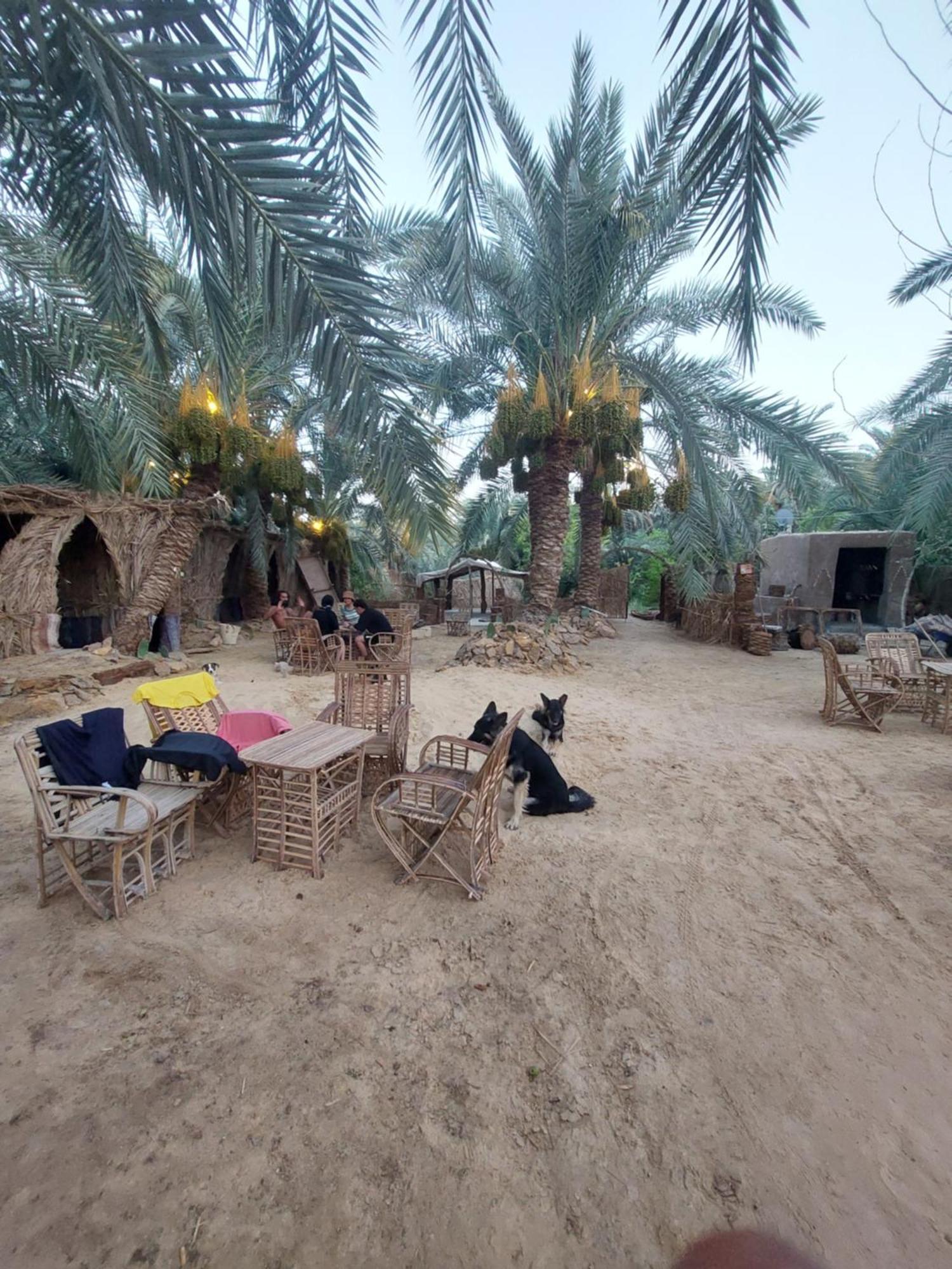 Siwa Oasis Forest Camp Siwa - كامب الغابة מראה חיצוני תמונה